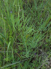 Perideridia kelloggii