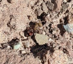 Dasymutilla snoworum