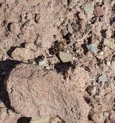 Dasymutilla snoworum