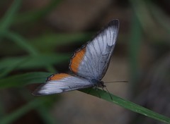 Mestra