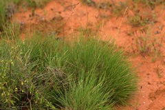 Triodia plurinervata