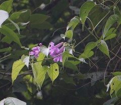 Bignonia diversifolia
