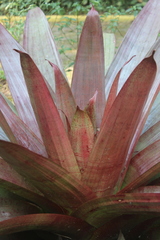 Alcantarea imperialis