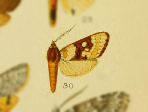 Metacrisia schausi