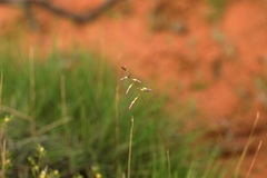 Triodia plurinervata