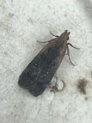 Dichomeris costarufoella