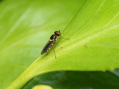 Acanthasargus