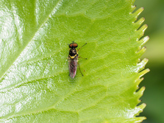 Acanthasargus