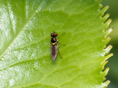 Acanthasargus