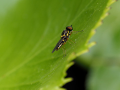 Acanthasargus