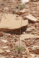 Thelesperma subnudum