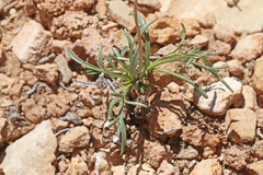 Thelesperma subnudum