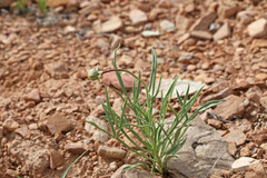 Thelesperma subnudum