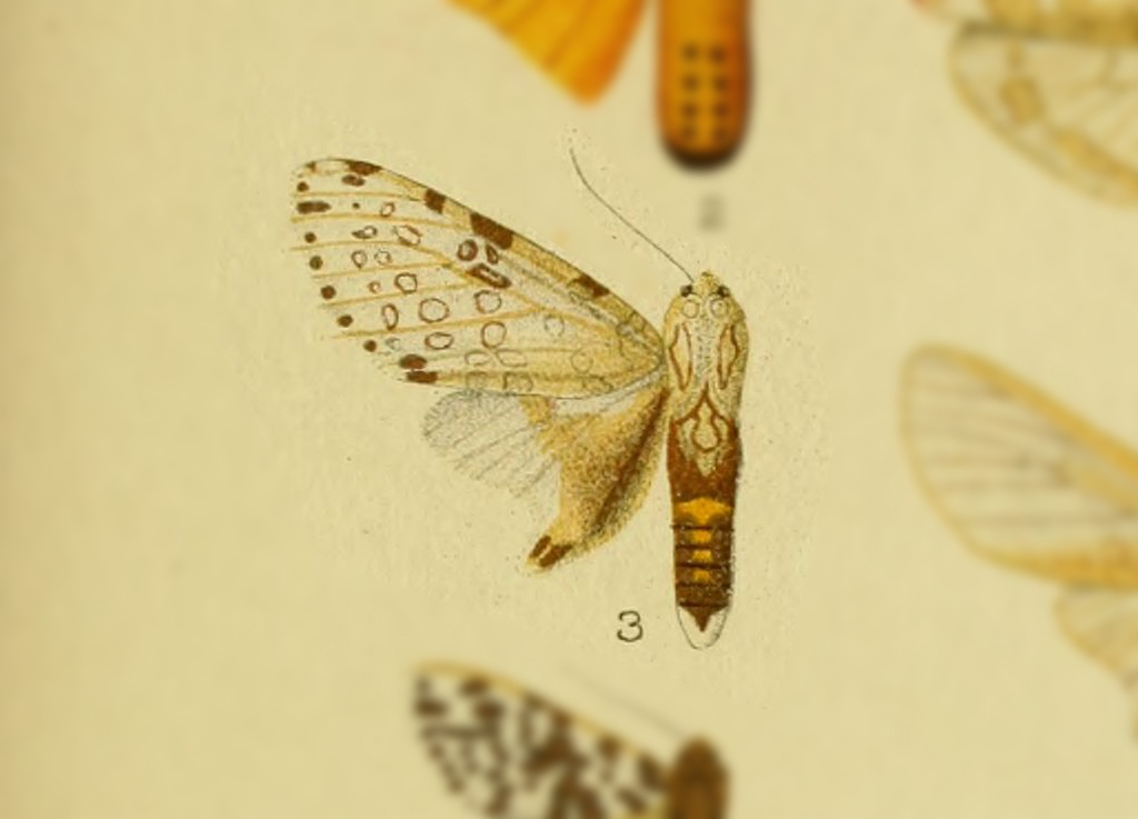Hypercompe perplexa