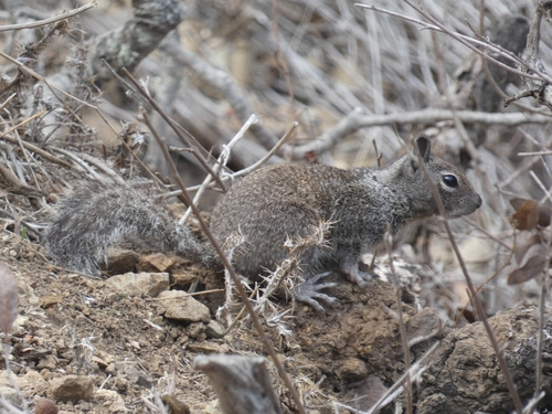 Catalina California Ground Squirrel