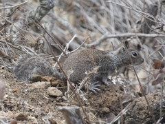 Otospermophilus beecheyi nesioticus