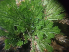 Selaginellaceae