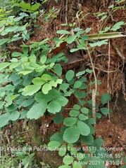 Dalbergia latifolia