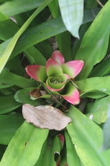 Nidularium innocentii