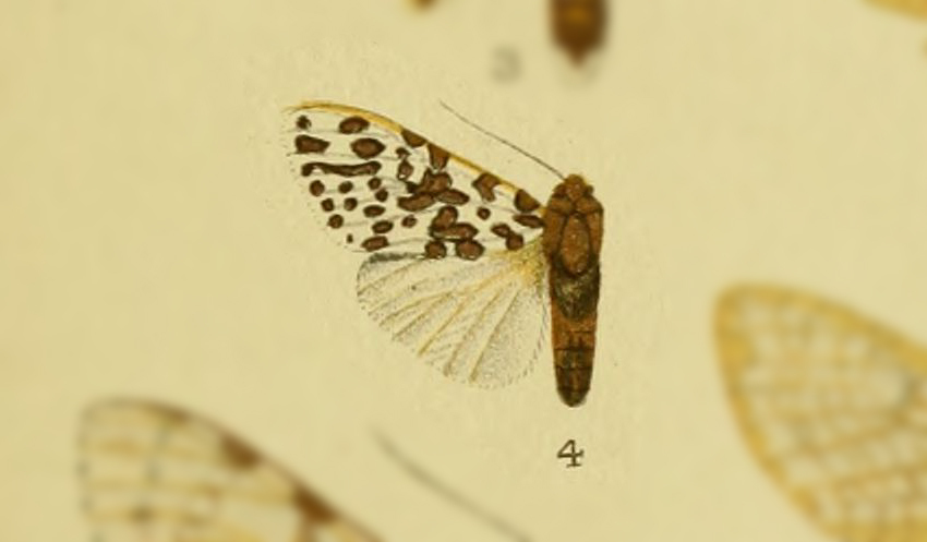 Hypercompe obtecta