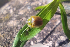 Cassidini