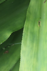 Nidularium innocentii