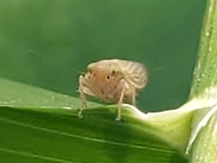 Cicadulini