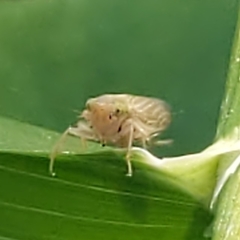 Cicadulini