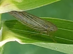 Cicadulini
