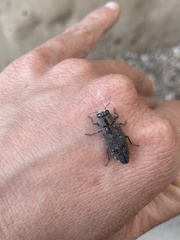 Chrysobothris knulli