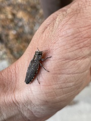 Chrysobothris knulli