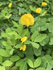 Arachis duranensis