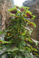 Amaranthus tricolor