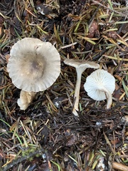 Spodocybe trulliformis