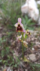 Ophrys bornmuelleri