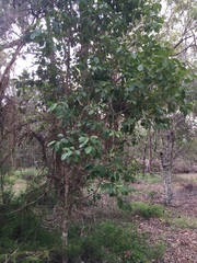 Pittosporum ferrugineum