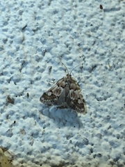Noctueliopsis brunnealis