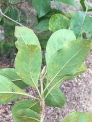 Pittosporum ferrugineum