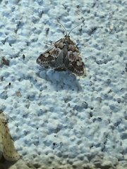 Noctueliopsis brunnealis