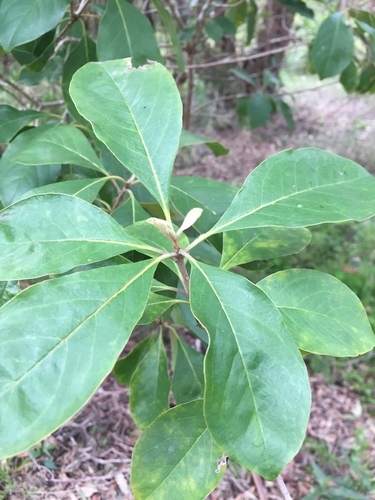 Pittosporum ferrugineum