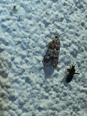 Noctueliopsis brunnealis