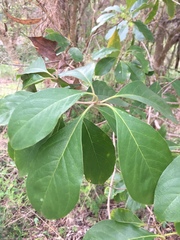 Pittosporum ferrugineum