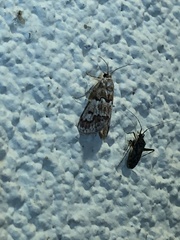 Noctueliopsis brunnealis
