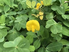 Arachis duranensis