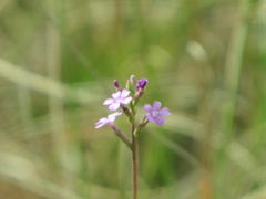 Buchnera floridana image