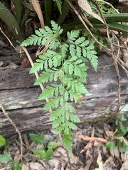 Davallia solida