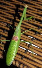 Stagmatoptera binotata