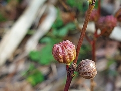 Corchorus capsularis