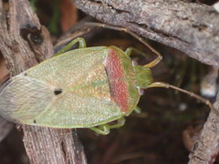 Eupolemus virescens