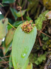 Pleurothallis canaligera